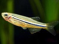 Zebrička - Danio nigrofasciatus