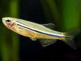Zebrička - Danio nigrofasciatus