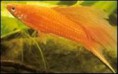 Mečúň mexický - Xiphophorus helleri