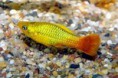 Plata pestrá - Xiphophorus variatus