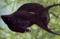 Hybrid „Black Moly“, čierna molinézia - Poecilia spec.
